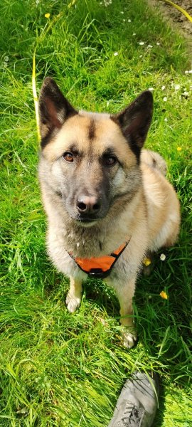 Dylan MonEducanin - Educateur Comportementaliste Canin - photo 3