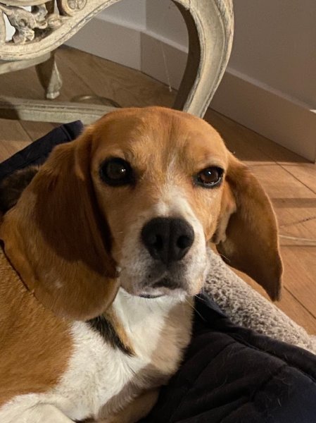 Éducateur canin - L'Essence du chien - photo 2