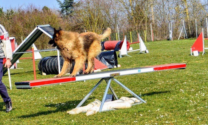 Club Canin DOLE - photo 2