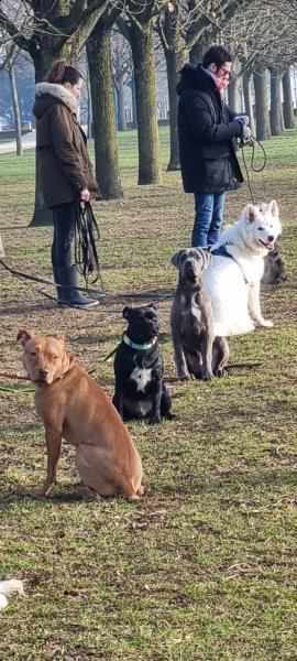 Chiens Malins - photo 2