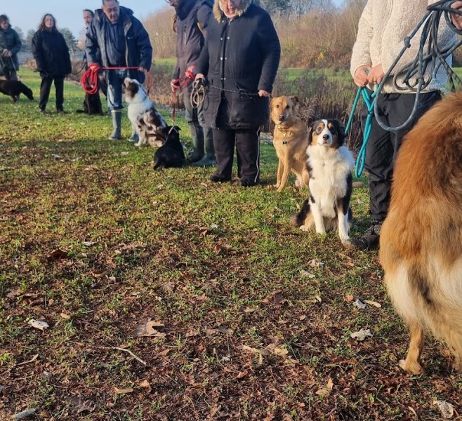 Chiens Malins - photo 3