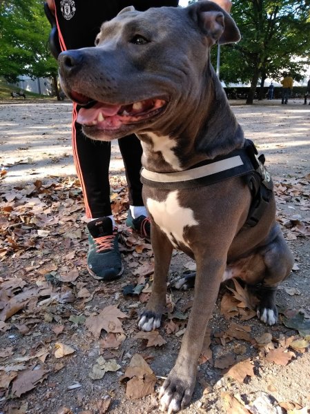 SECCL - Club Canin Chevilly-Larue - photo 2