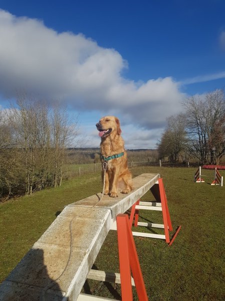 Bestautte Claudine Comportementaliste Amarok-Académie