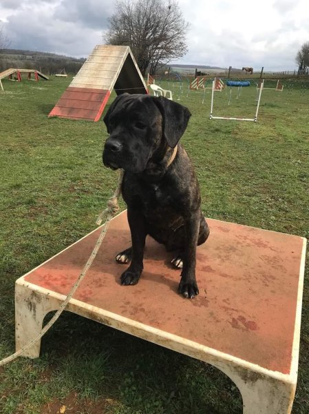 Bestautte Claudine Comportementaliste Amarok-Académie - photo 2