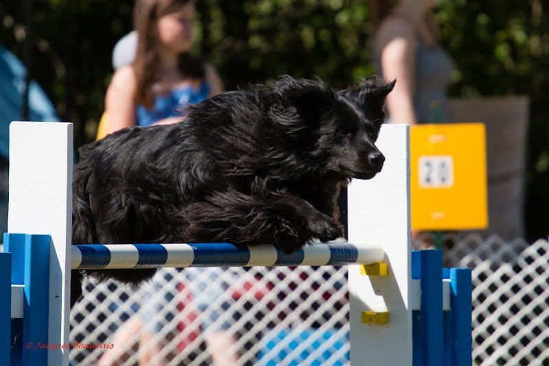 Professionnel Légitime Canin - photo 1