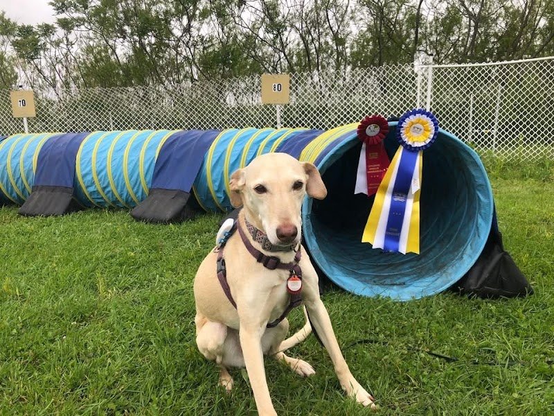 Professionnel Légitime Canin - photo 2