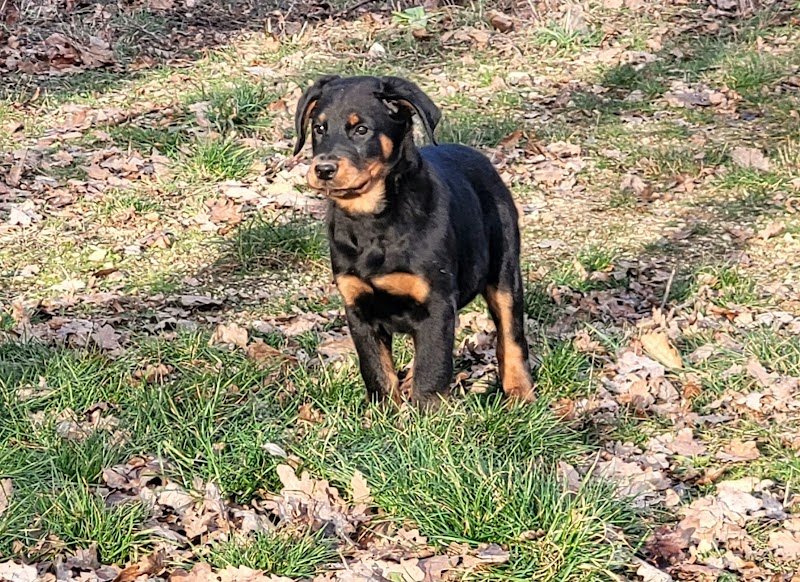 Pension Canine Élevage Des Terres Plaines