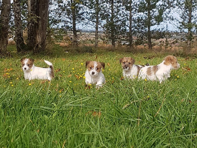 Pension Canine Élevage Des Terres Plaines - photo 2