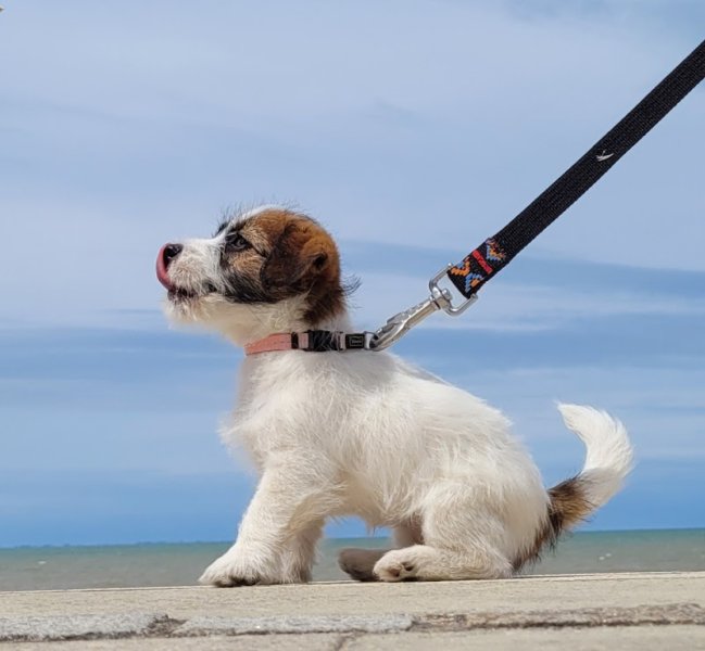 Pension Canine Élevage Des Terres Plaines - photo 3