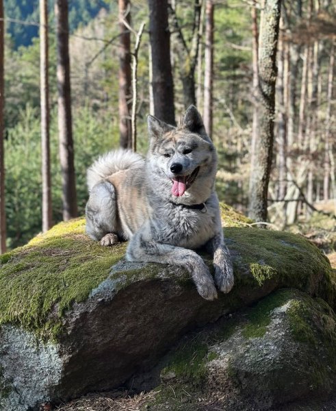 Passion Dogs - photo 1