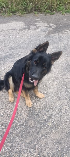 Passion Dogs - photo 2