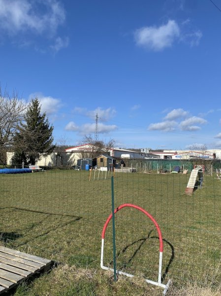 Club canin Team Dog - photo 1