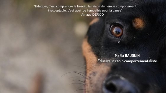 Le Jardin D'Eden - Educateur Canin Comportementaliste