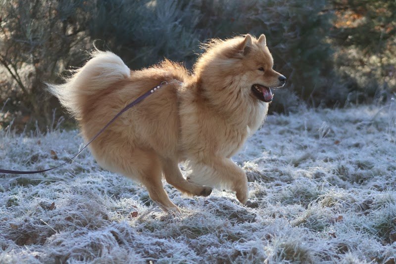 Le Jardin D'Eden - Educateur Canin Comportementaliste - photo 2