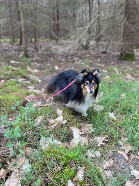 Le Jardin D'Eden - Educateur Canin Comportementaliste - photo 3
