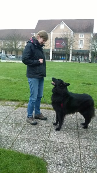 Coach and Dog - photo 3