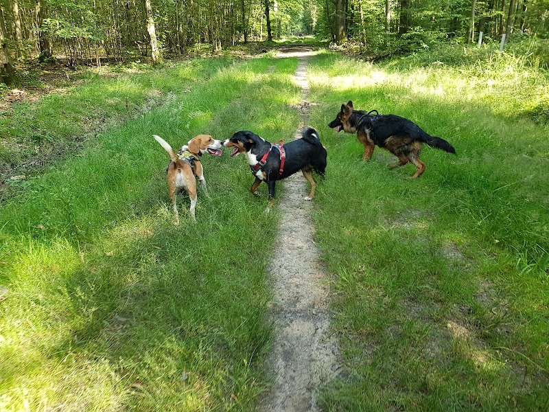 Woufï - Education, Formation & Comportement canin - Yonne 89 - photo 2