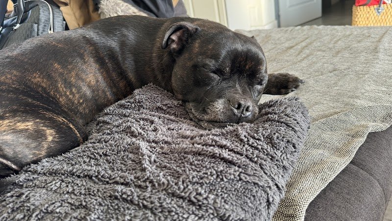 Éducation canine Vic'canin - photo 1