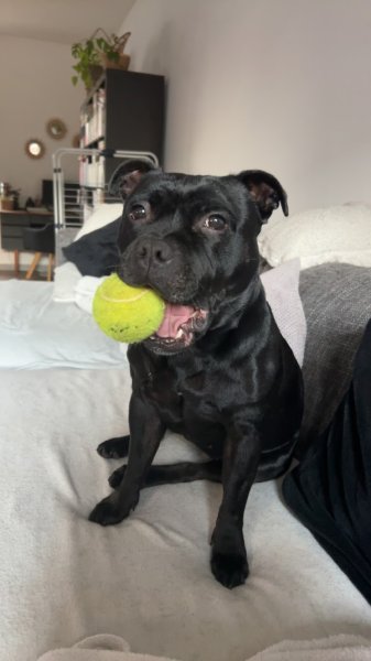 Éducation canine Vic'canin - photo 2