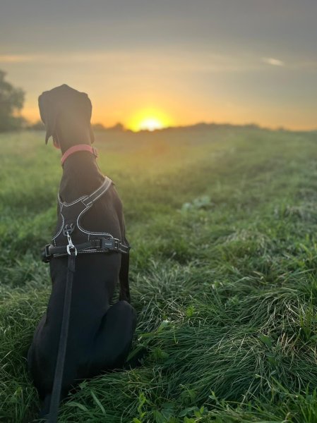 Éducation canine Vic'canin - photo 3