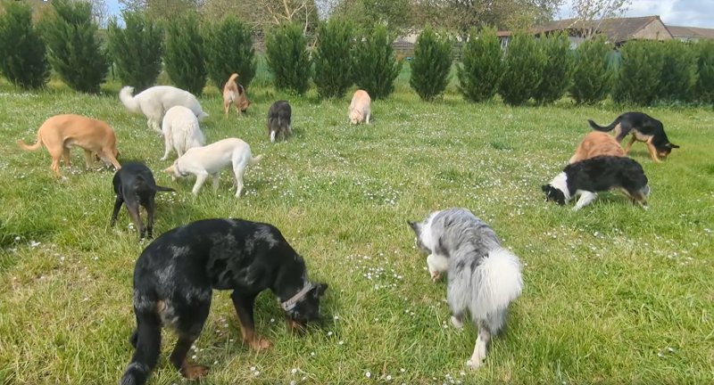 Simplicité Canine - Educateur canin et comportementaliste - photo 2