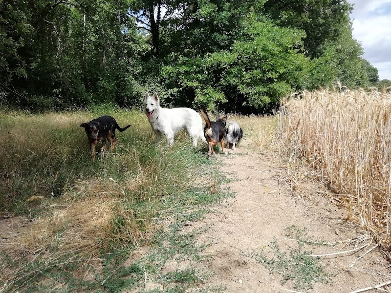 Simplicité Canine - Educateur canin et comportementaliste - photo 3