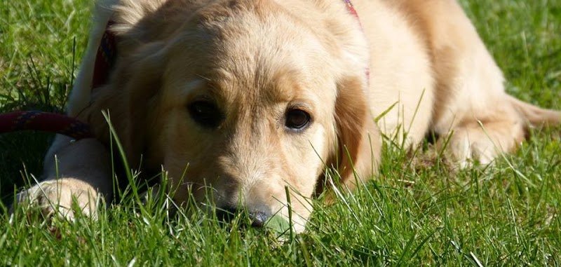 Instincanin - éducateur canin comportementaliste à domicile