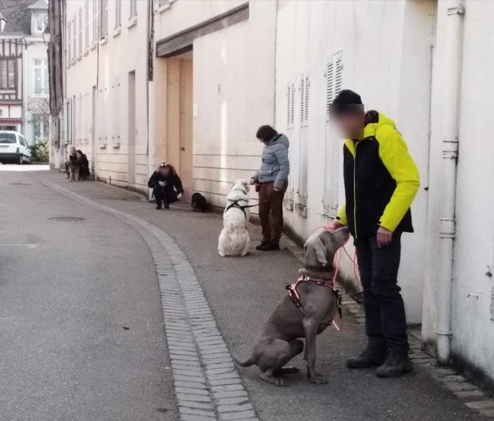 Instincanin - éducateur canin comportementaliste à domicile - photo 3