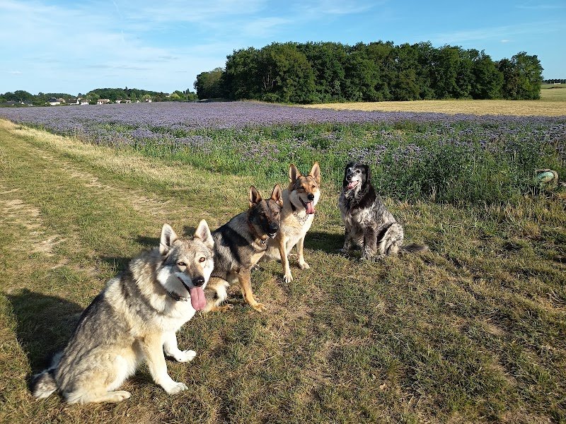 "Le clan des chiens" Éducateur de Chien - photo 2