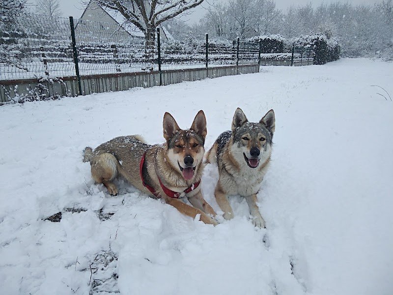 "Le clan des chiens" Éducateur de Chien - photo 3