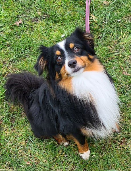 Top Dog Academie (coach et éducateur canin) à Ingré (45) - photo 2