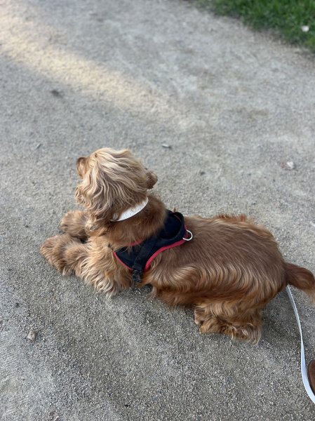 Chiens Obéissants - photo 2