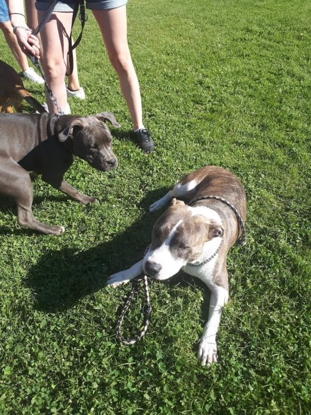 Club Canin de Montigny-lès-Metz - photo 3