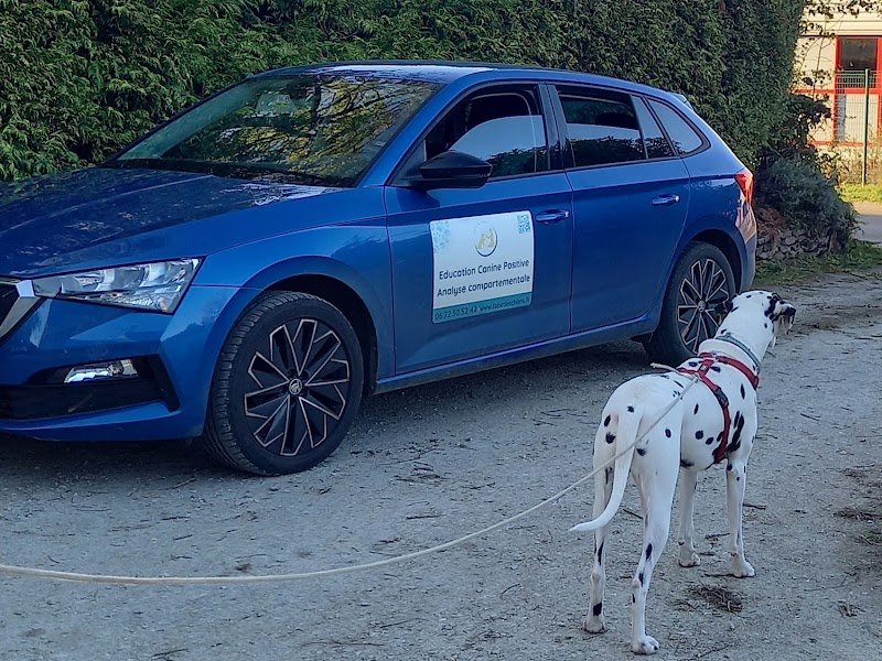 Education canine - Fab et les chiens - photo 1