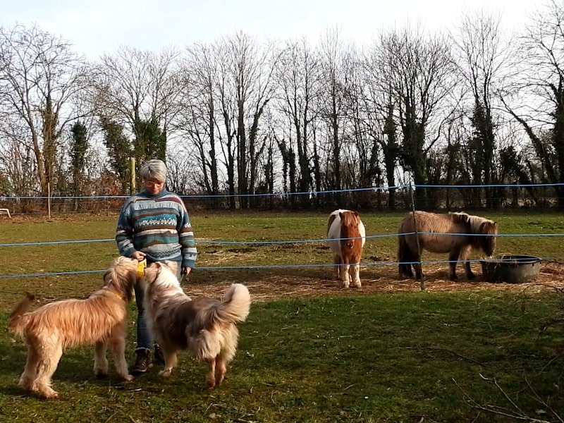 Education canine - Fab et les chiens - photo 2