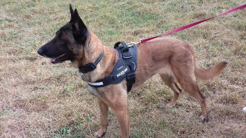 AB Chien - Educateur Comportementaliste Canin