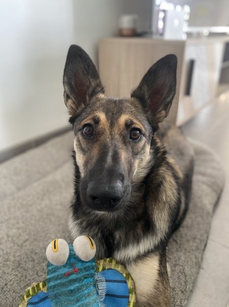 AB Chien - Educateur Comportementaliste Canin - photo 2