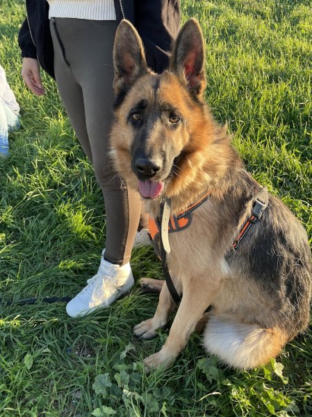 DOG Evasion - photo 2