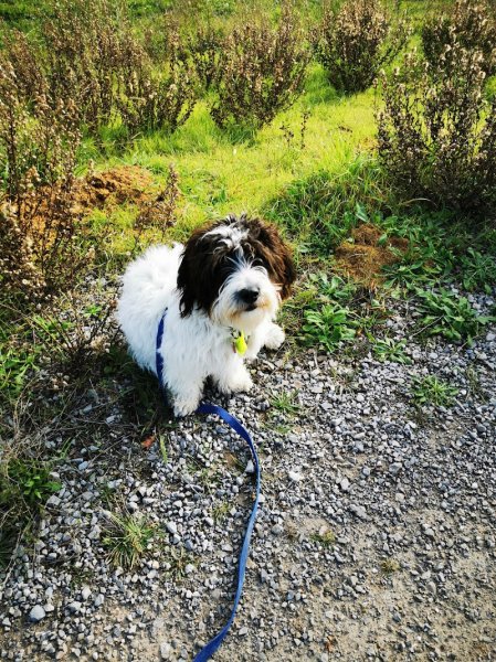 DOG Evasion - photo 3