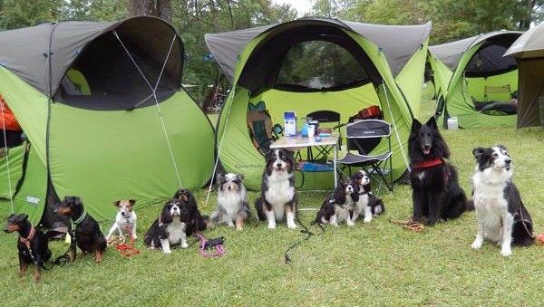 Club Canin Septimanie Éducation Sport Canin - photo 1