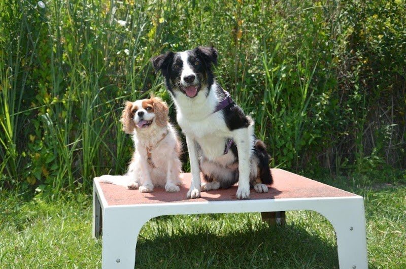 Club Canin Septimanie Éducation Sport Canin - photo 2