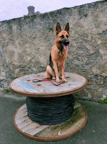 Nelly Gaven - Éducateur canin - photo 2