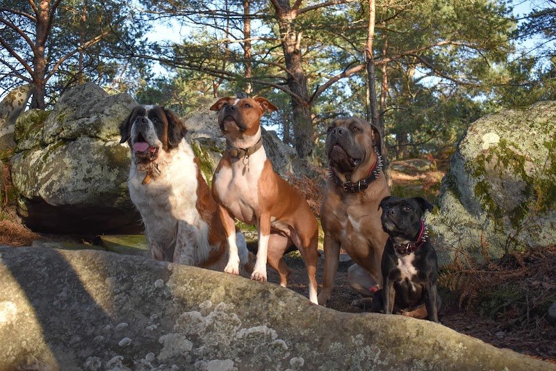 Education et dressage canin Psn.e - photo 2