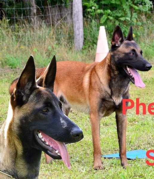 club canin dampierre les bois - photo 3