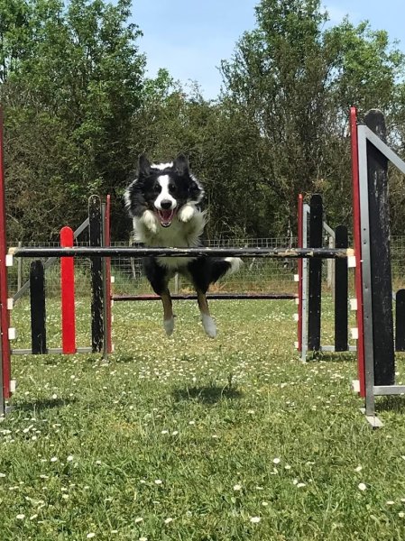 CLUB CANIN FLAIR ET CROCS FAVEROLLES