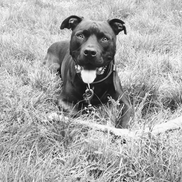 Éduc Atouts chien - photo 3