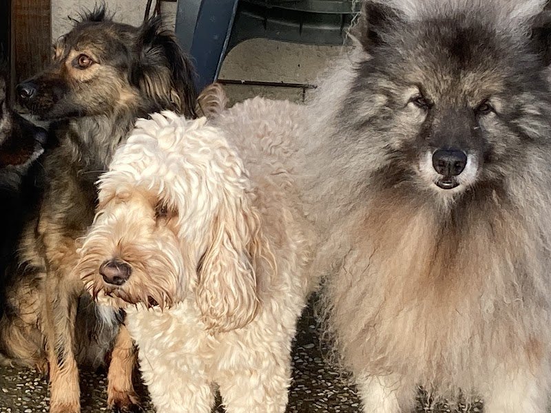 Dog education with fun !