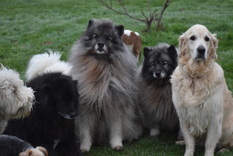 Dog education with fun ! - photo 2