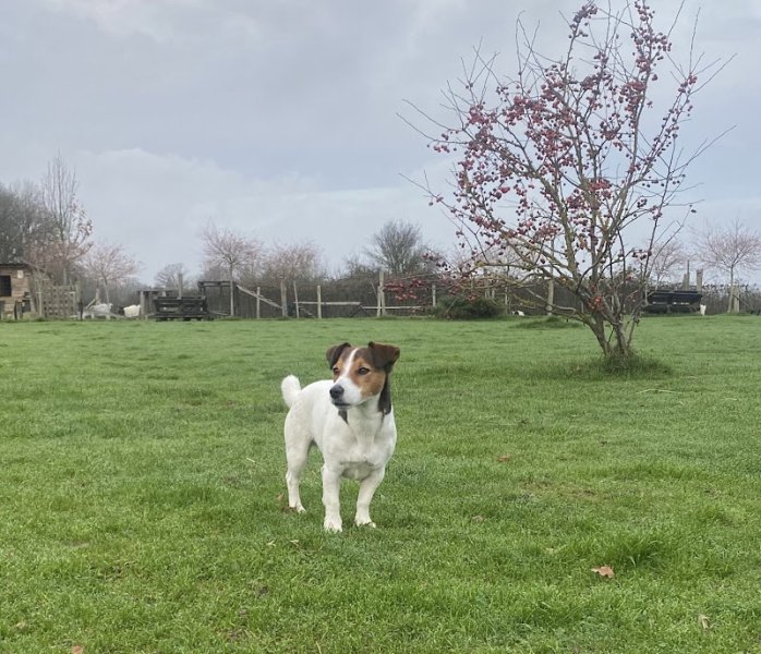 Dog education with fun ! - photo 3