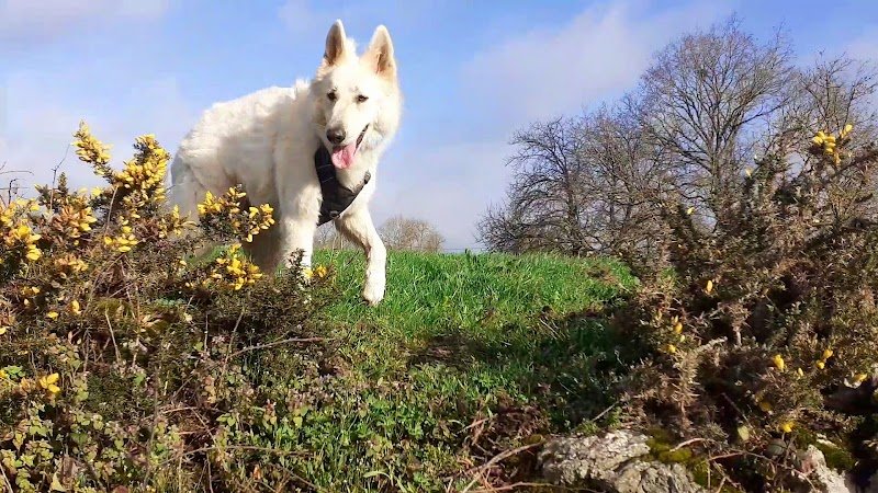 Vie de Chien - photo 2